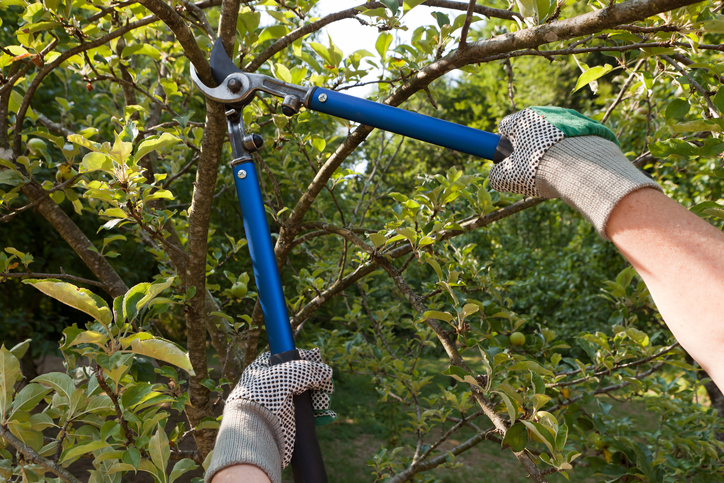 Tree Pruning